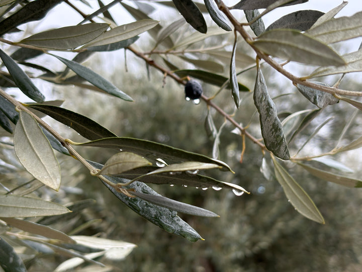 Adopt Your Tree in Olivar Cúrate