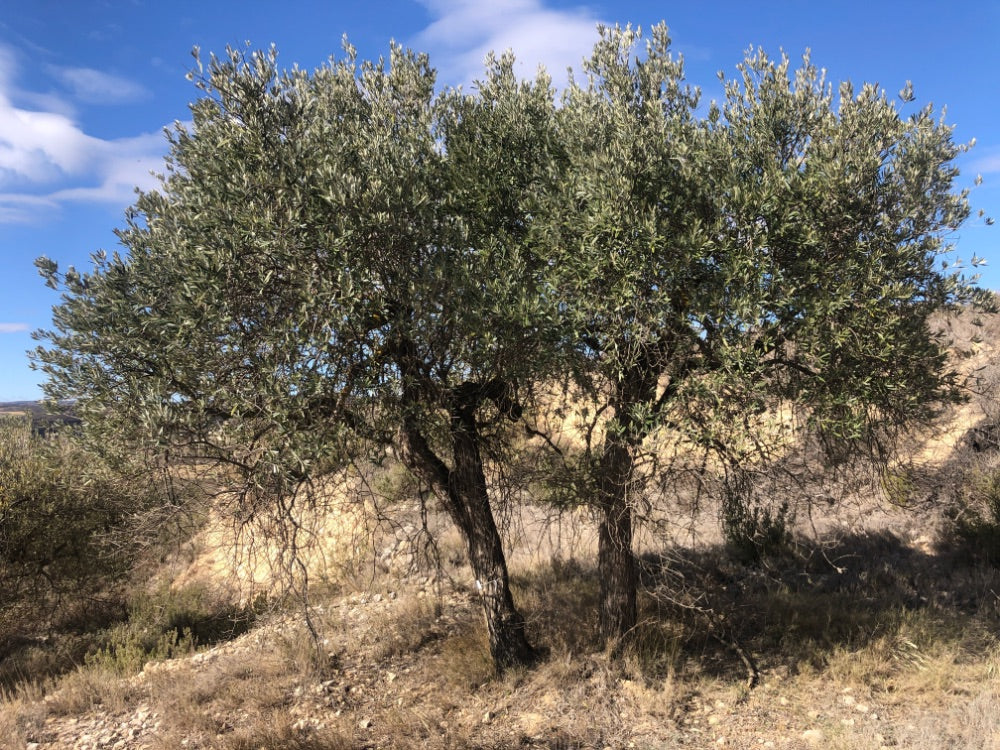 Adopt Your Tree in Olivar Cúrate