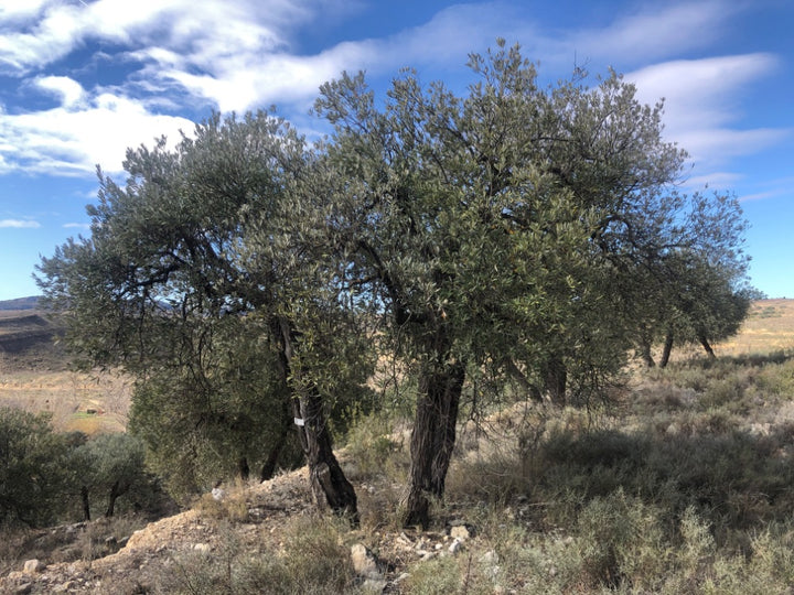 Adopt Your Tree in Olivar Cúrate