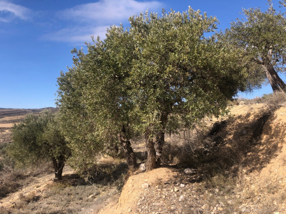 Adopt Your Tree in Olivar Cúrate
