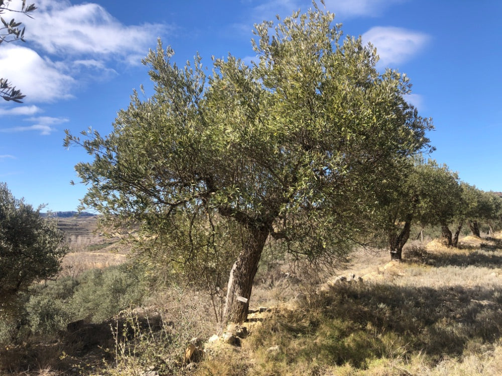 Adopt Your Tree in Olivar Cúrate