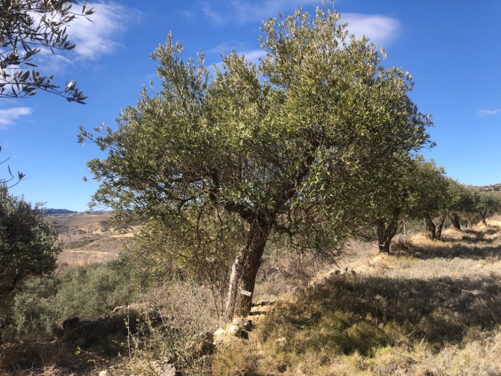 Adopt Your Tree in Olivar Cúrate