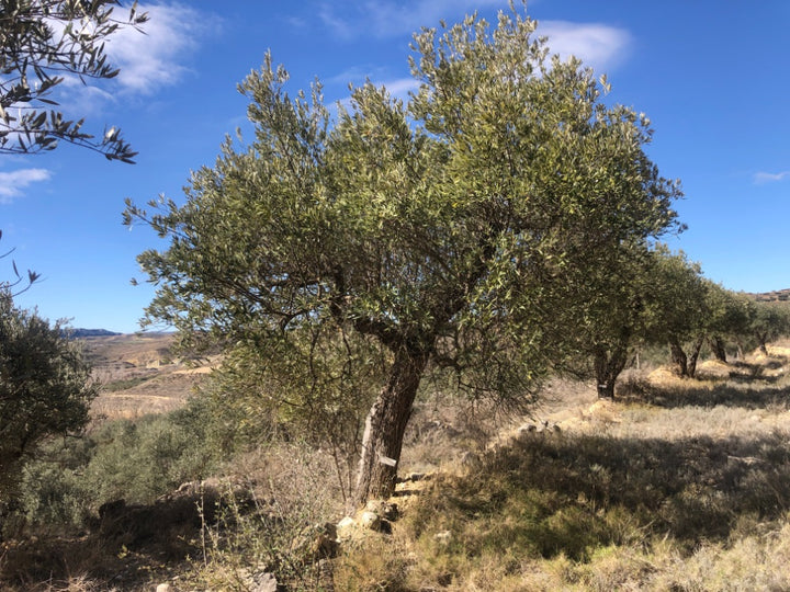 Adopt Your Tree in Olivar Cúrate