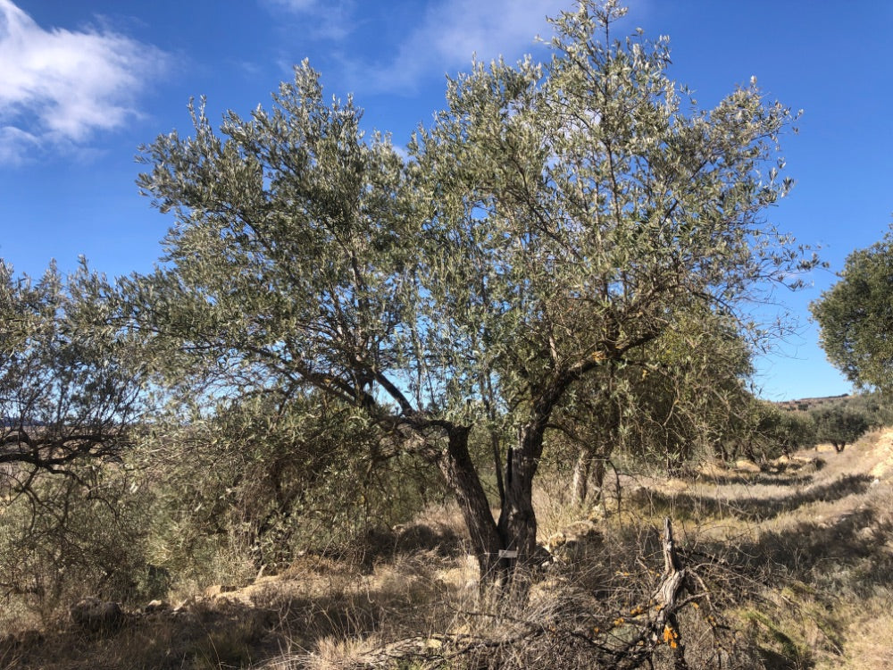 Adopt Your Tree in Olivar Cúrate