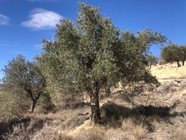 Adopt Your Tree in Olivar Cúrate
