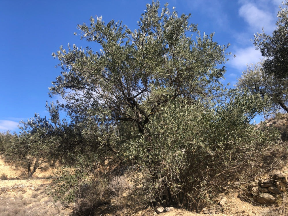 Adopt Your Tree in Olivar Cúrate