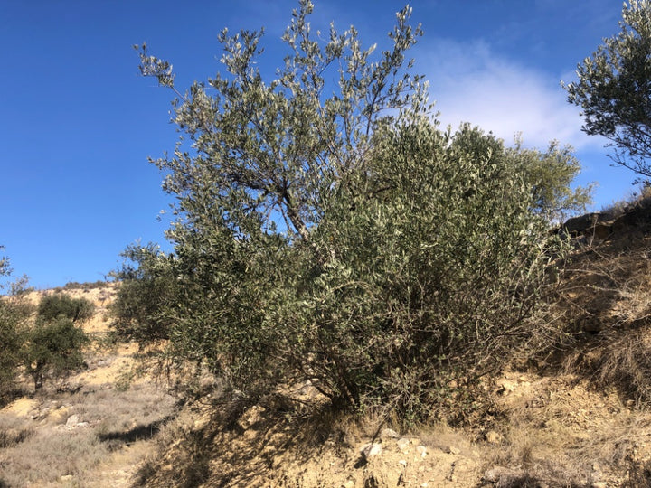 Adopt Your Tree in Olivar Cúrate