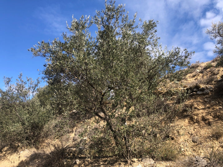 Adopt Your Tree in Olivar Cúrate