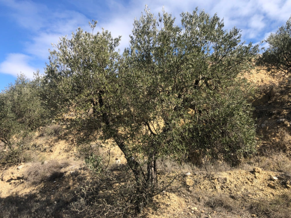 Adopt Your Tree in Olivar Cúrate