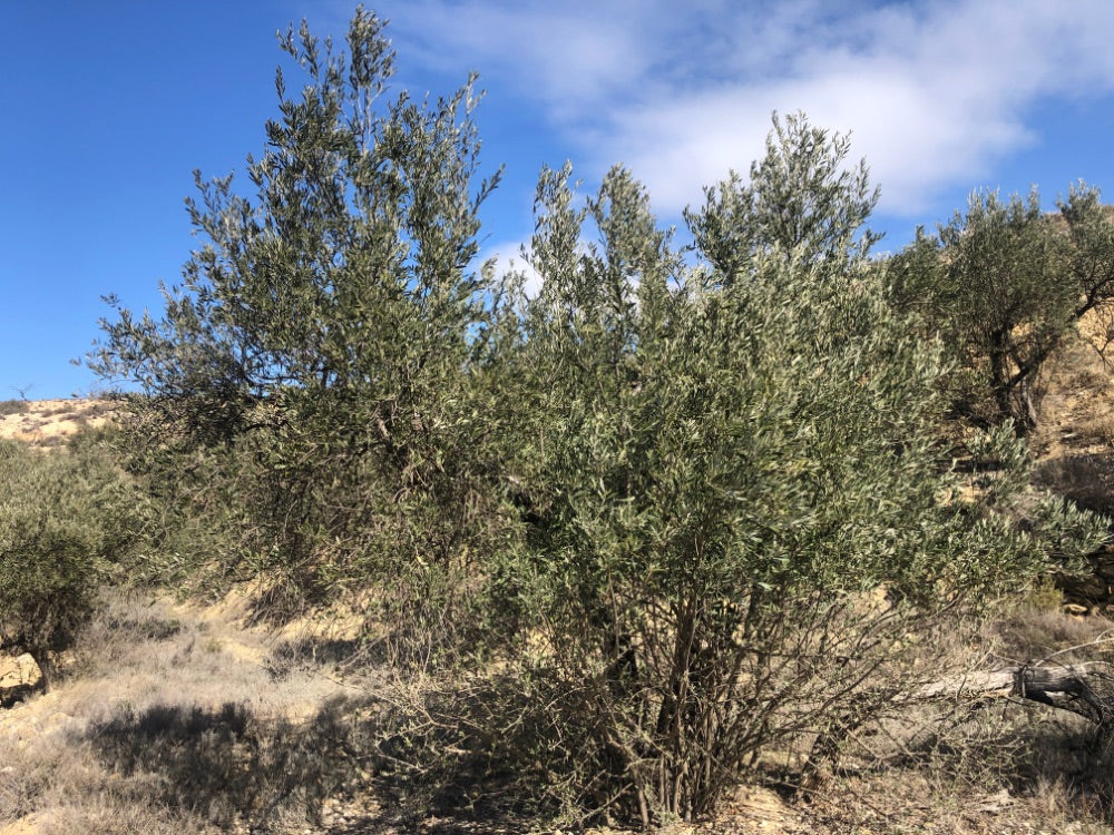 Adopt Your Tree in Olivar Cúrate