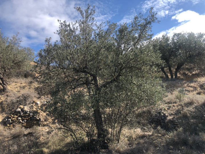 Adopt Your Tree in Olivar Cúrate
