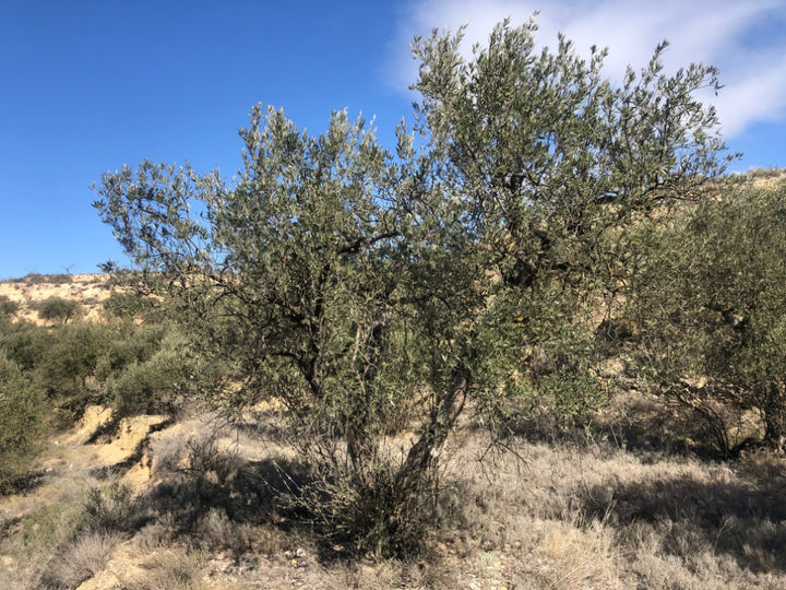 Adopt Your Tree in Olivar Cúrate