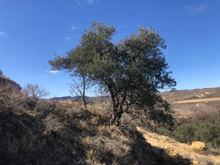 Adopt Your Tree in Olivar Cúrate