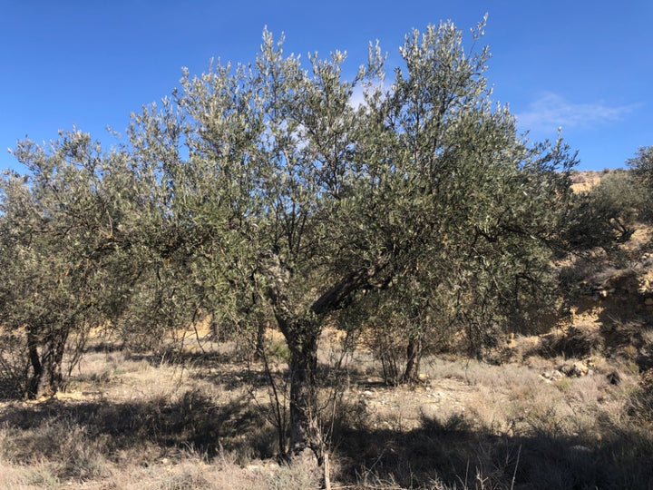 Adopt Your Tree in Olivar Cúrate