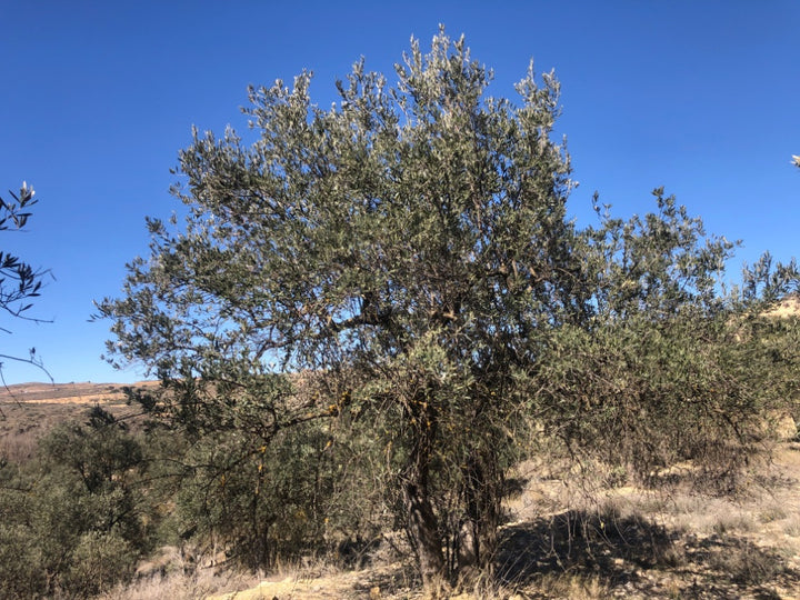 Adopt Your Tree in Olivar Cúrate