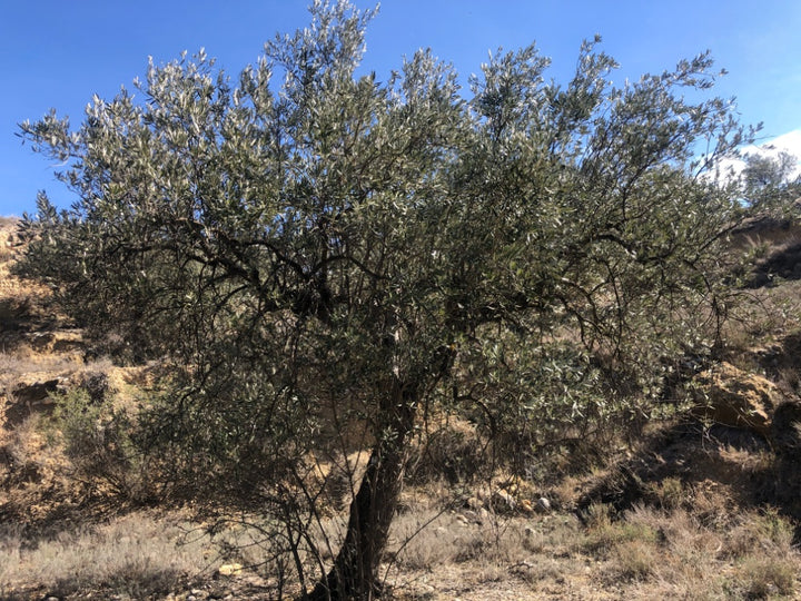 Adopt Your Tree in Olivar Cúrate