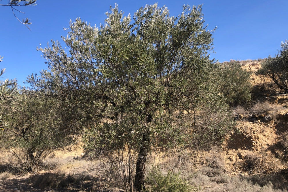 Olive trees in a dry landscape with a clear blue sky