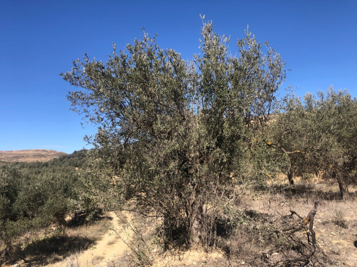 Olive tree in a field with a clear blue sky
