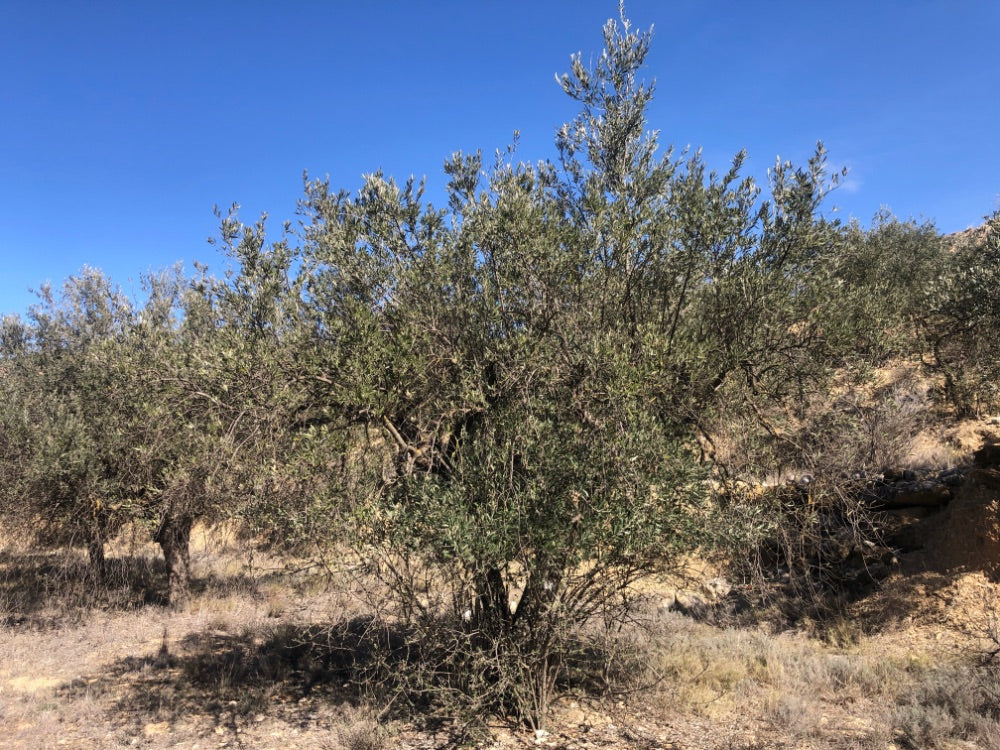 Adopt Your Tree in Olivar Cúrate