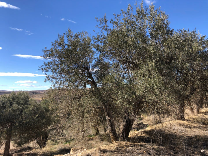 Olive trees in a field with a clear blue sky