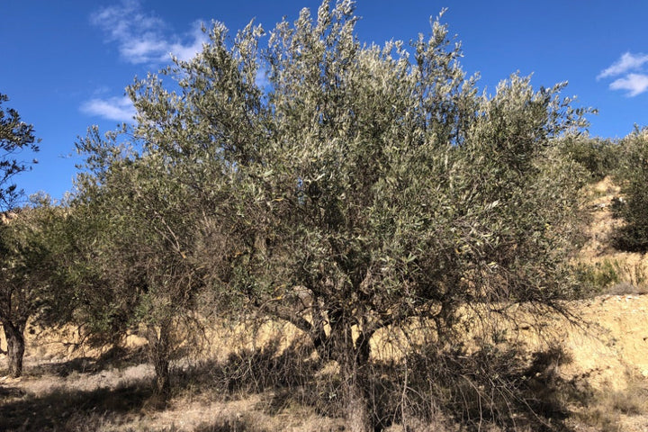 Adopt Your Tree in Olivar Cúrate
