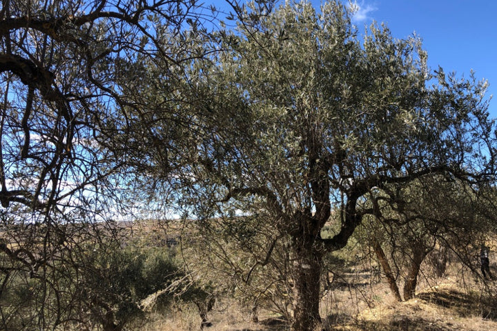 Adopt Your Tree in Olivar Cúrate