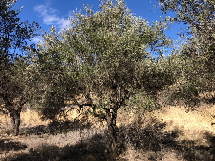 Adopt Your Tree in Olivar Cúrate