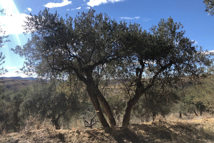 Adopt Your Tree in Olivar Cúrate