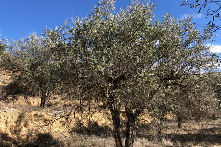 Adopt Your Tree in Olivar Cúrate