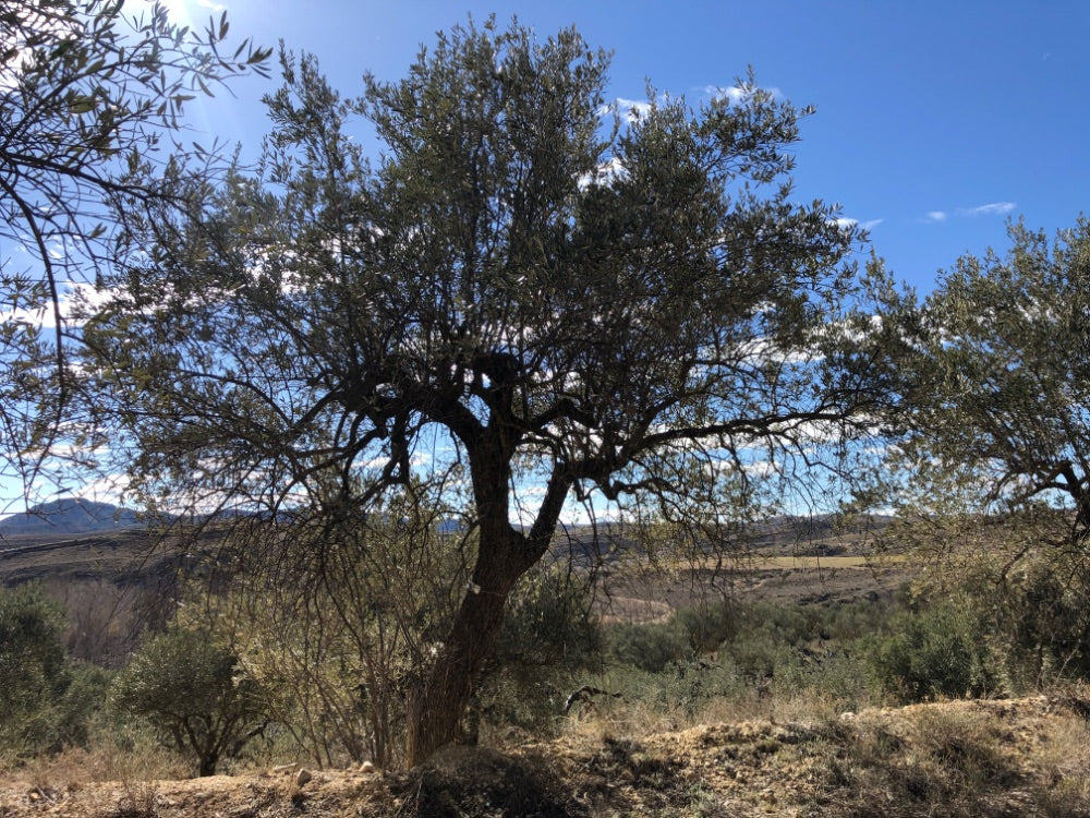 Olive tree in a field with mountains in the background