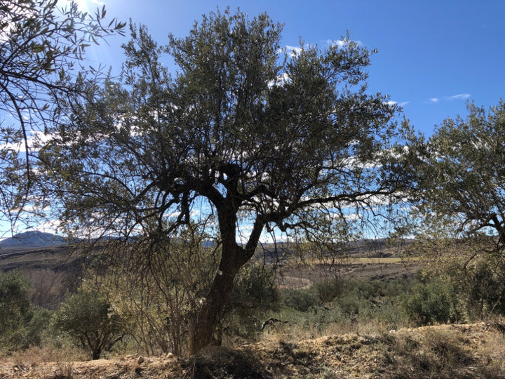Olive tree in a field with mountains in the background