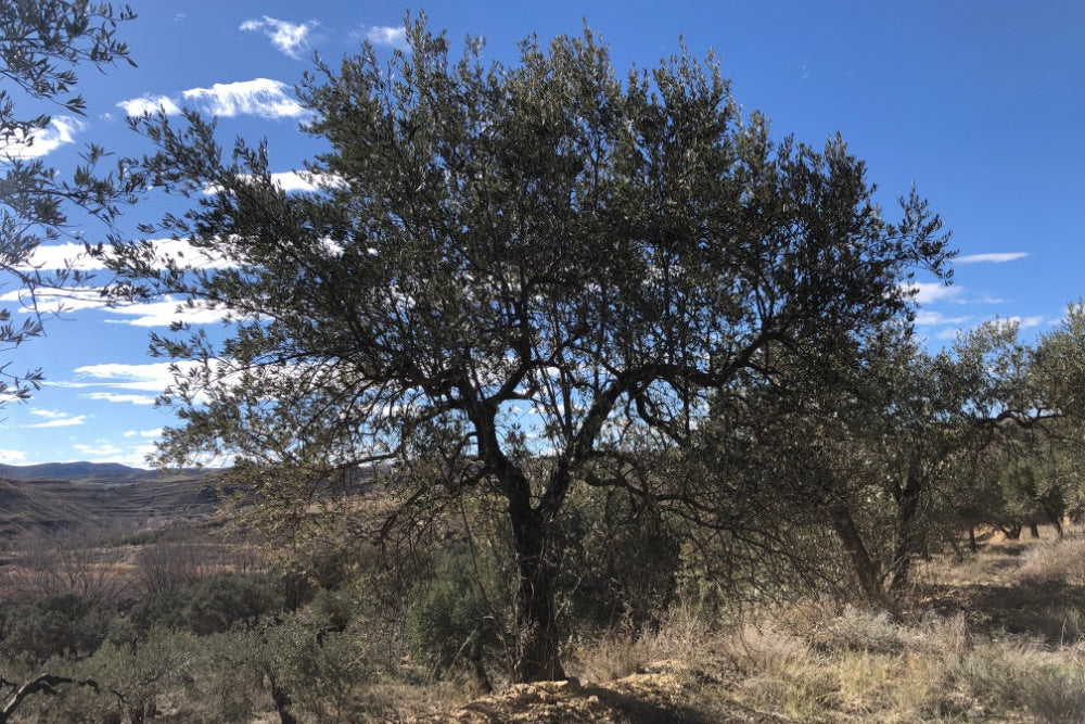 Olive tree in a field with a clear blue sky