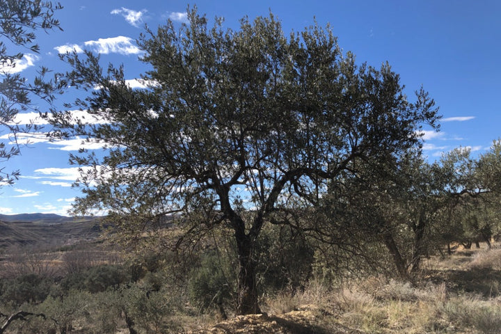 Olive tree in a field with a clear blue sky
