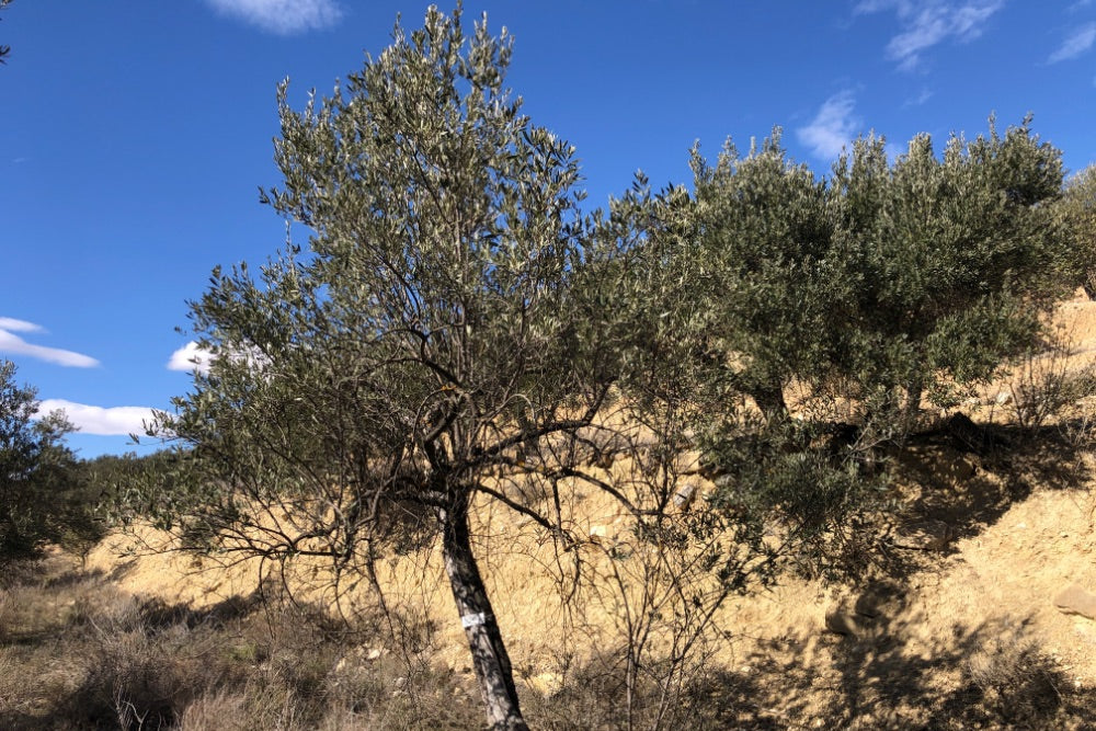 Adopt Your Tree in Olivar Cúrate