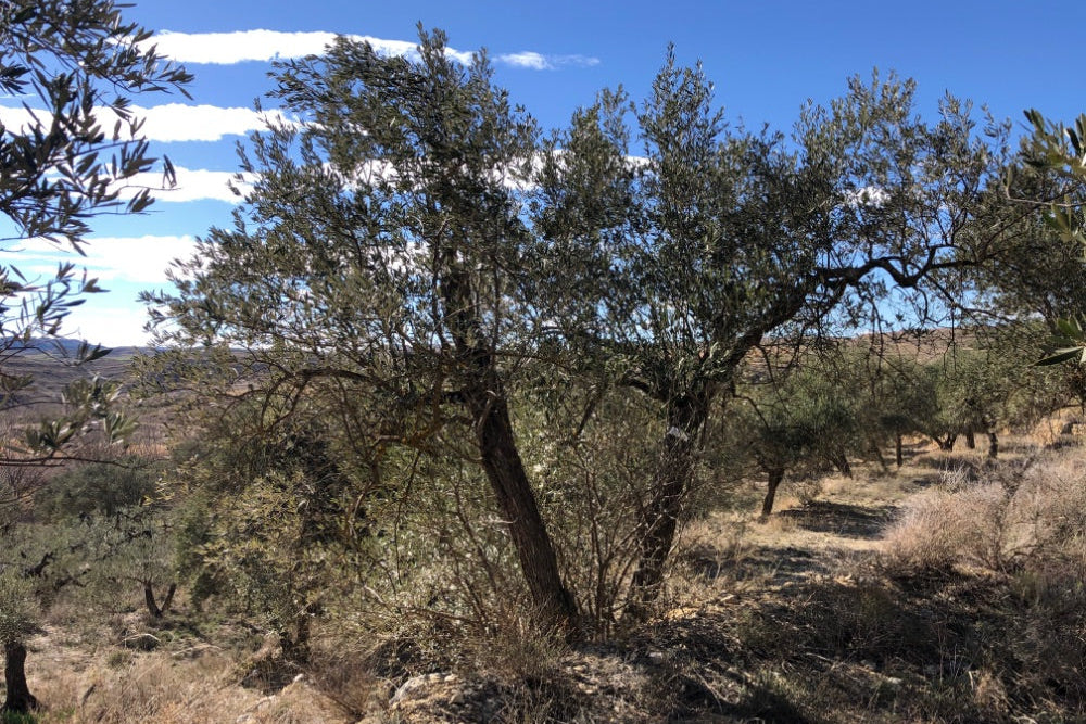 Adopt Your Tree in Olivar Cúrate