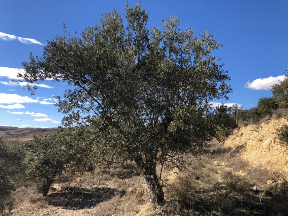 Adopt Your Tree in Olivar Cúrate