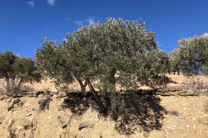 Adopt Your Tree in Olivar Cúrate