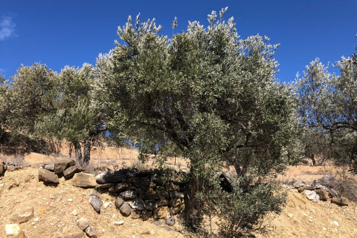 Adopt Your Tree in Olivar Cúrate
