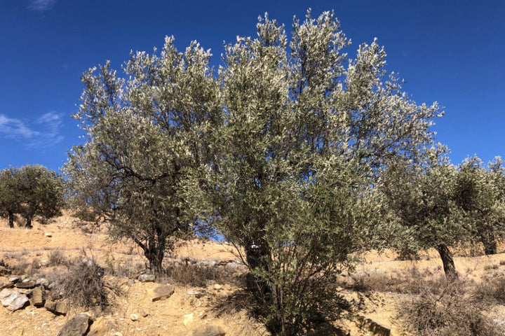 Adopt Your Tree in Olivar Cúrate