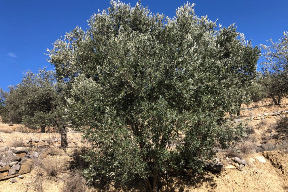 Adopt Your Tree in Olivar Cúrate