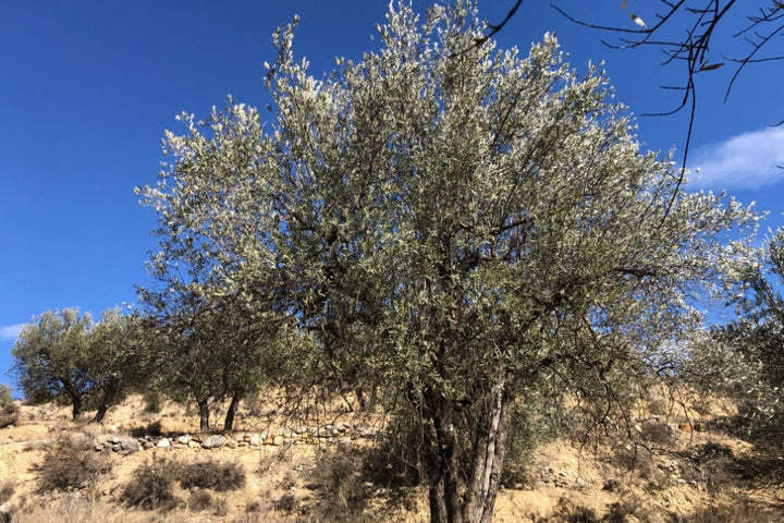 Adopt Your Tree in Olivar Cúrate