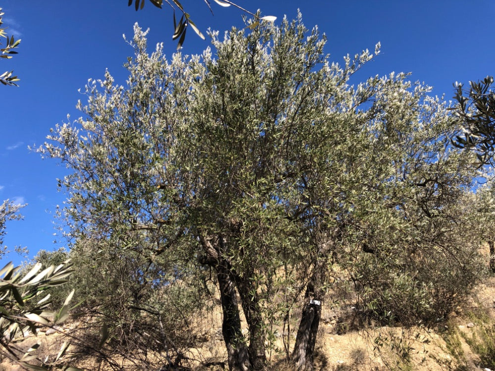 Adopt Your Tree in Olivar Cúrate