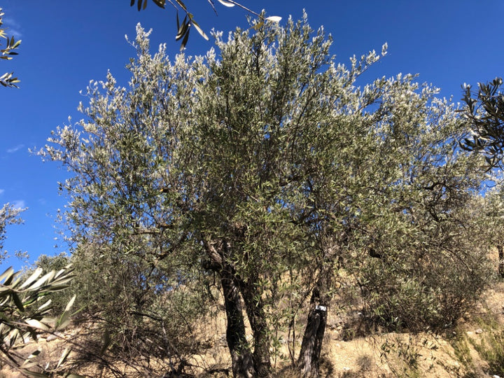 Adopt Your Tree in Olivar Cúrate