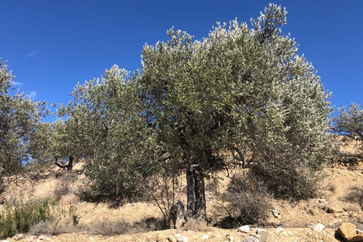 Adopt Your Tree in Olivar Cúrate