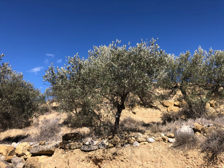 Adopt Your Tree in Olivar Cúrate