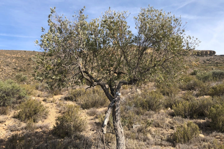 Adopt Your Tree in Olivar Cúrate