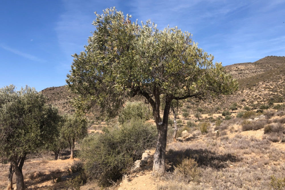 Adopt Your Tree in Olivar Cúrate