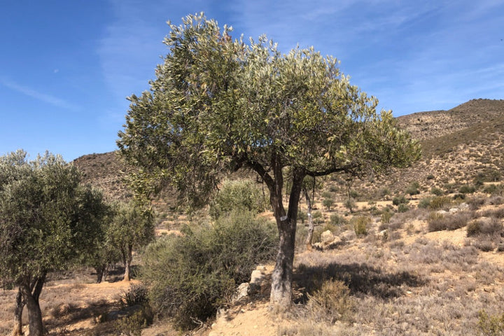 Adopt Your Tree in Olivar Cúrate