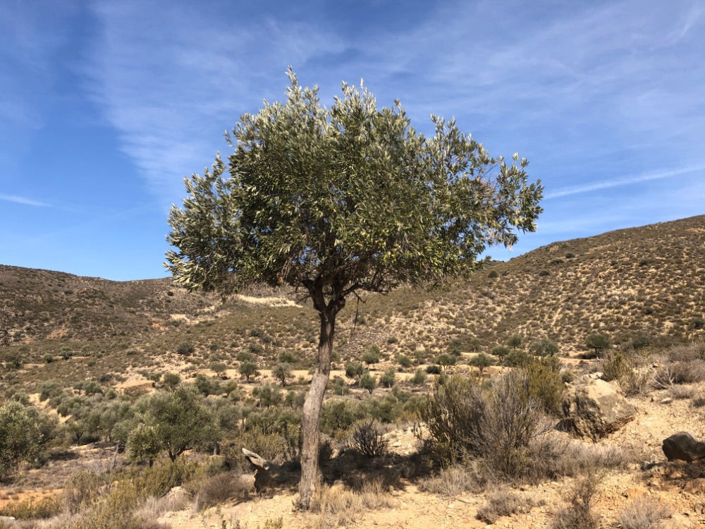 Tree in a desert landscape with clear blue sky