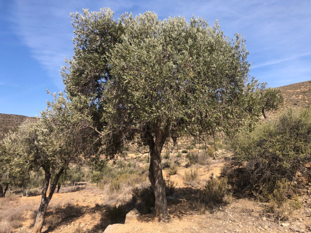 Olive tree in a dry landscape with blue sky